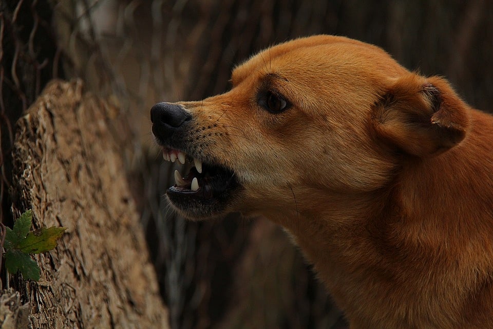 Bizarre! Dog bites goat, leads to clash between 2 brothers in Sonbhadra, UP 