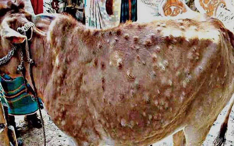 Now Assam tackles Lumpy Skin Disease in cattle amid COVID-19  