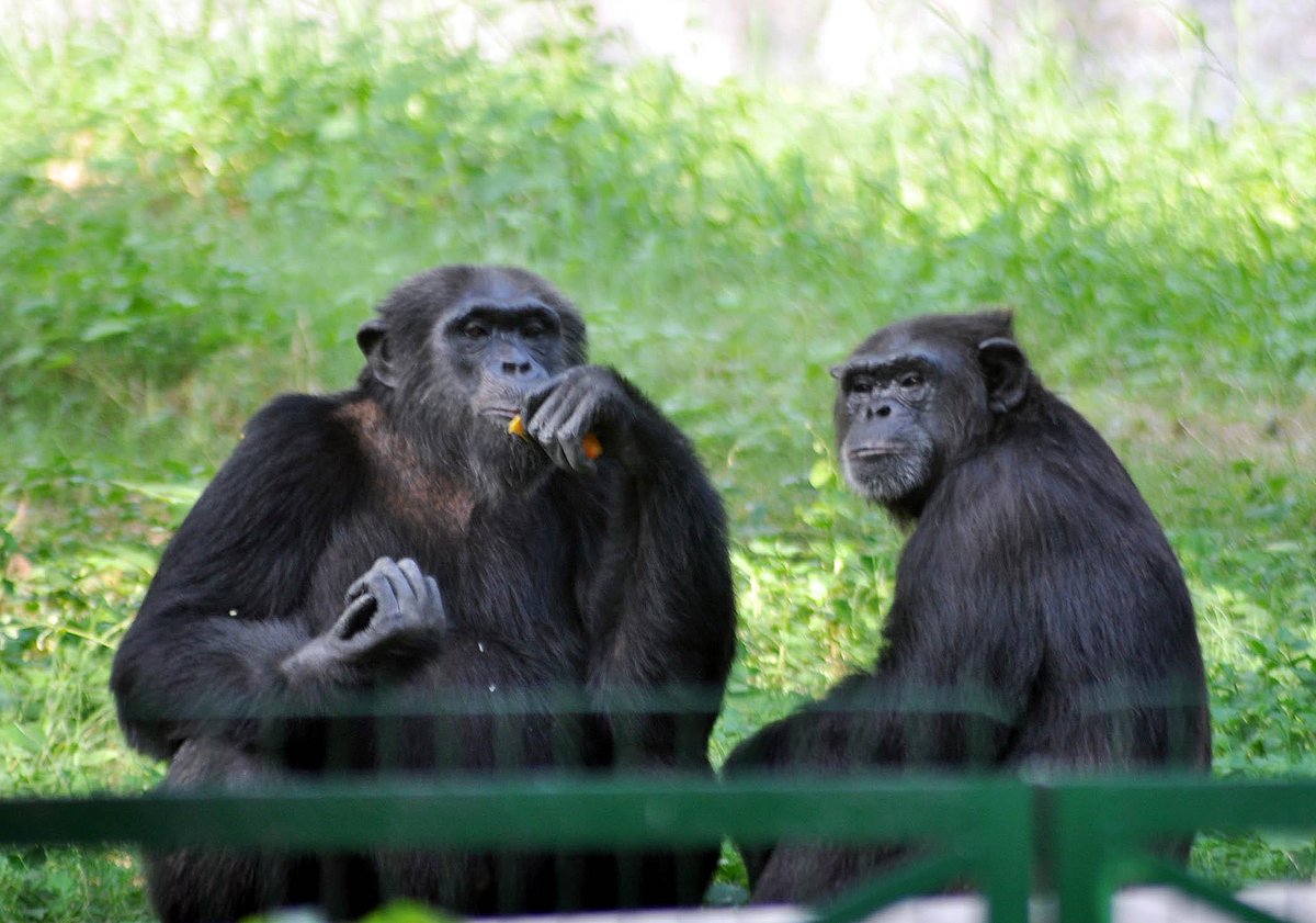 As finances dip, Lucknow zoo sends SOS to animal lovers  