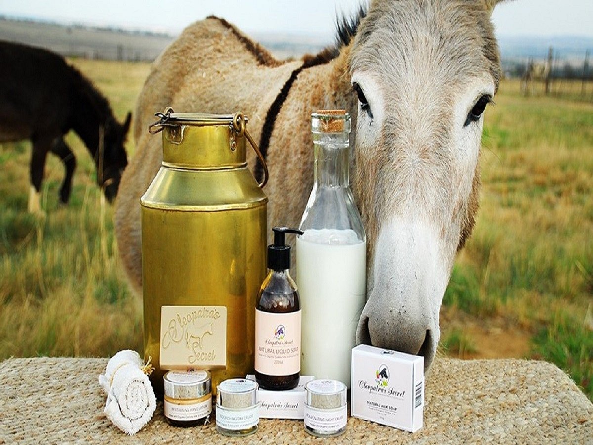 Move aside cows, here comes donkey’s milk! At ₹ 7000 per litre, it can cure cancer, obesity, claims research