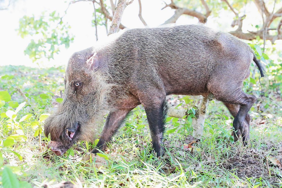 Wildlife population declined by 68% since 1970: WWF