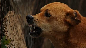 Three booked for killing dog, dragging carcass around