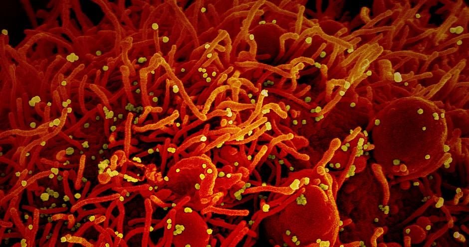 COVID-19 may deteriorate men’s testosterone levels: Study