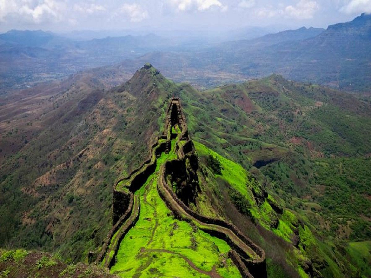 Saplings cannot replace forests felled while Govt rushes to destroy the environment