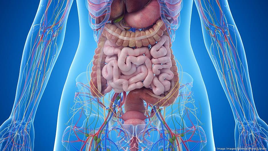 COVID-19 disrupts normal mix of gut bacteria, increases risk for other infection: Study