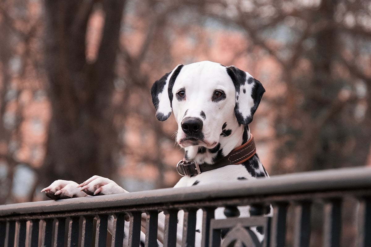 Having pets linked to better mental health during lockdown  