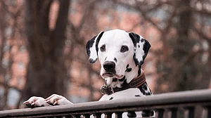 Having pets linked to better mental health during lockdown