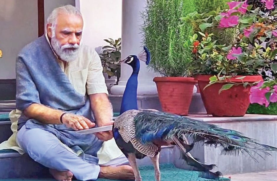 Reality Bites: The bird and the bird-brain!