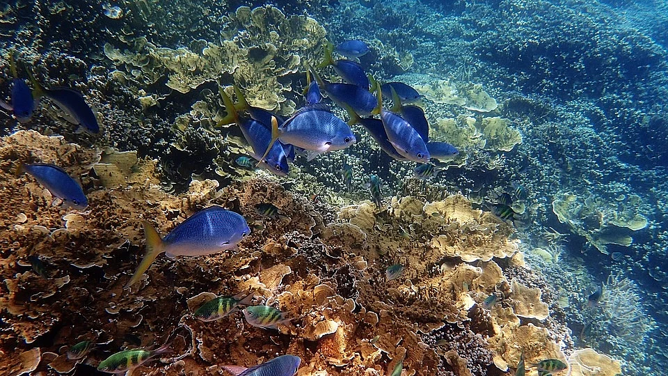 Environmental groups warn over Australia’s World Heritage areas