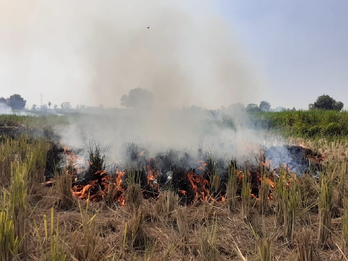 PAU experts clear the air: Punjab smog highly unlikely to reach Delhi  