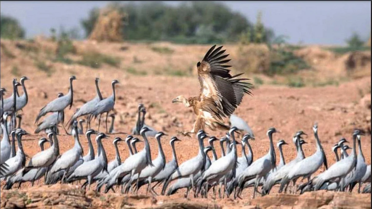 Rajasthan village hosts cranes from China and Mongolia: migratory birds have flown 6000 Kilometres