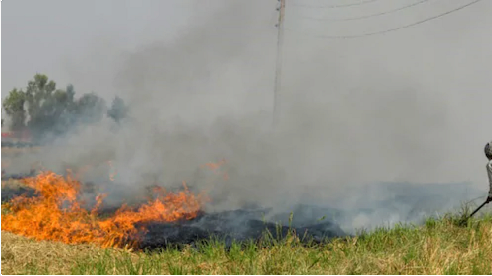 Stubble burning: Maximum cases in Punjab; anger over farm bills among major reasons