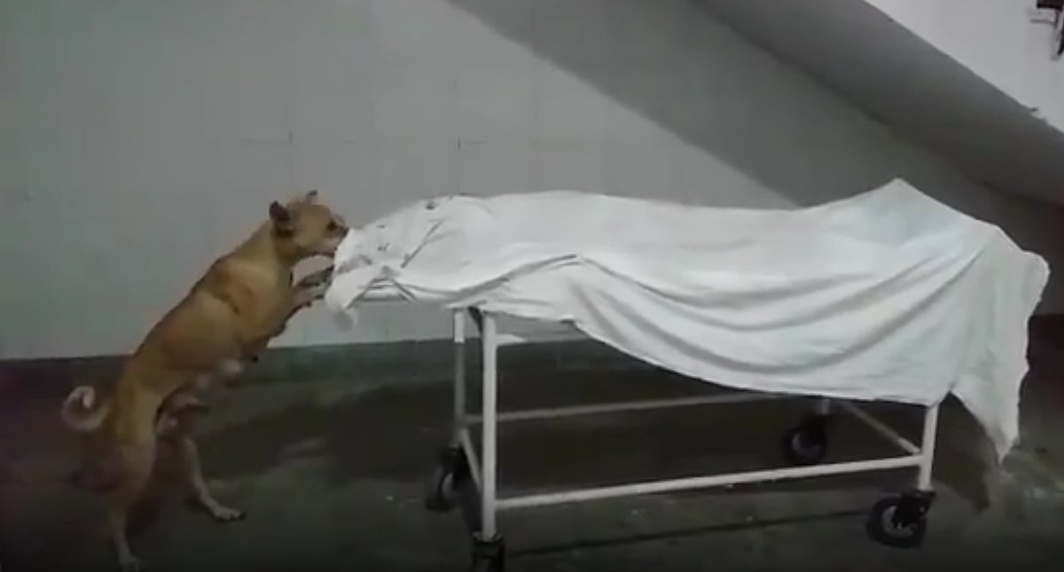 Video of dog nibbling away at body goes viral
