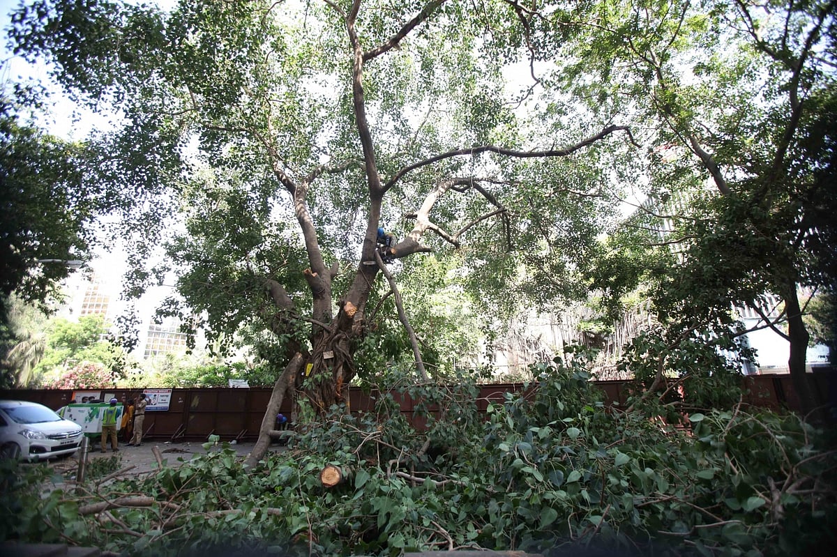 Trees are lungs, 315 fell when AQI & COVID at its worst: Plea in Delhi HC