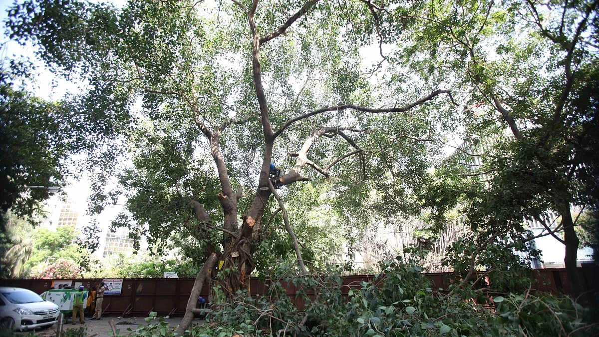 Trees are lungs, 315 fell when AQI & COVID at its worst: Plea in Delhi HC
