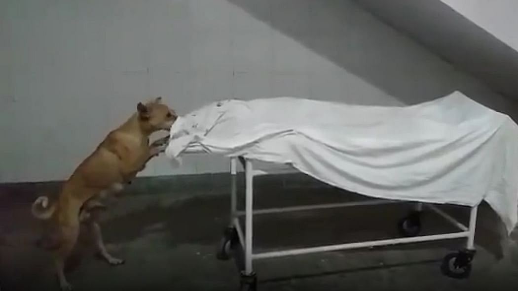 Former Law Minister Ashwani Kumar urges CJI to act on incident of dog nibbling at dead girl’s body in hospital