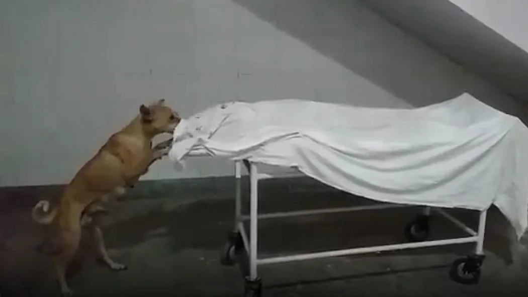 Screen grab from the video