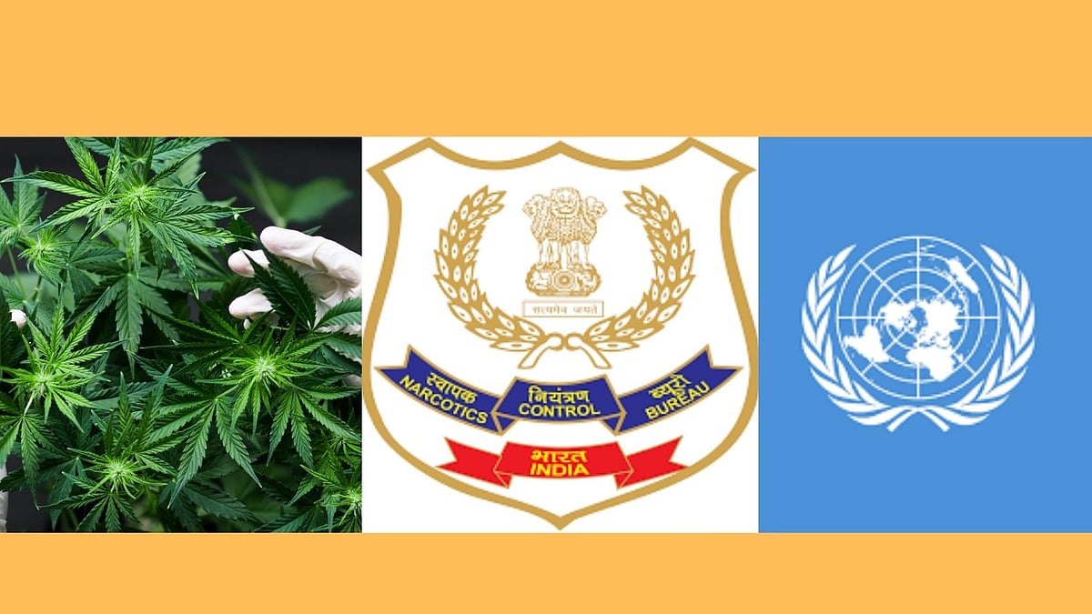 Celebrities hounded for cannabis use, but India votes to remove it from list of dangerous substances at UN