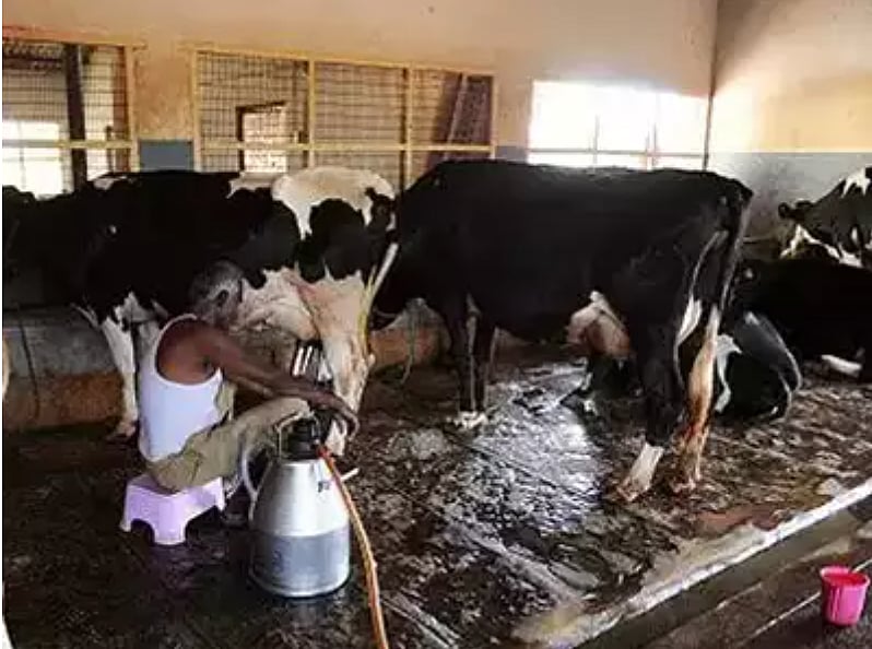 Milch animals being treated like ‘milk-producing machines’ in dairies in Varanasi and Allahabad: Report