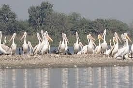 Agra’s green activists demand scrapping of road plan near Ramsar site