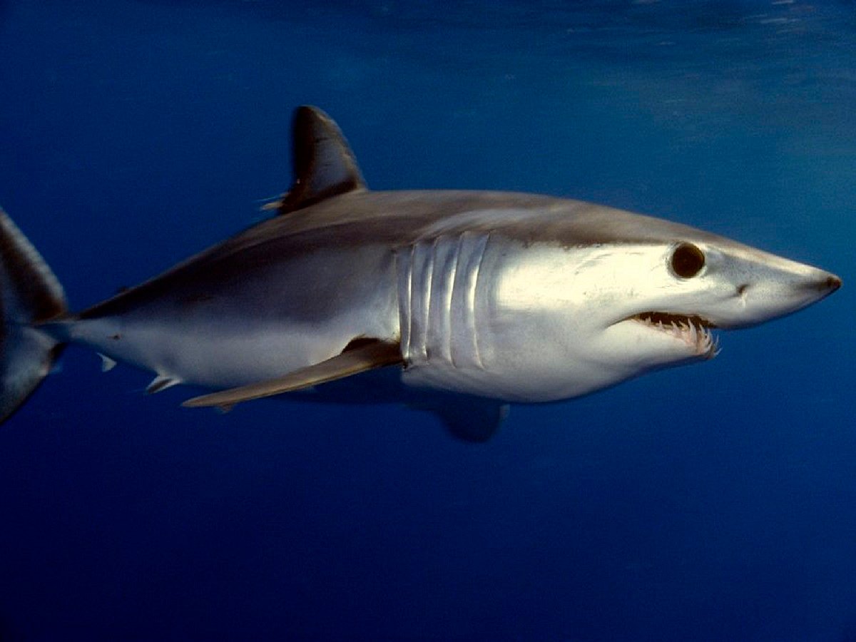 Oceanic sharks and rays have declined by over 70 per cent: Study