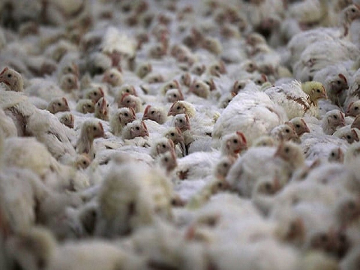 Now, avian influenza hits Barwala poultry belt in Haryana’s Panchkula