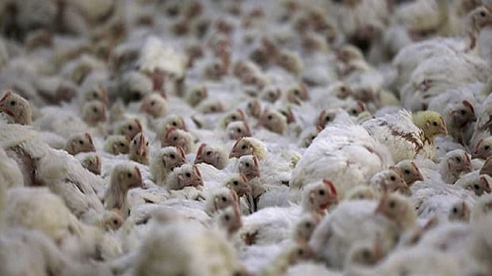 Haryana govt finally starts culling of birds hit by Avian Influenza in Panchkula’s poultry belt  