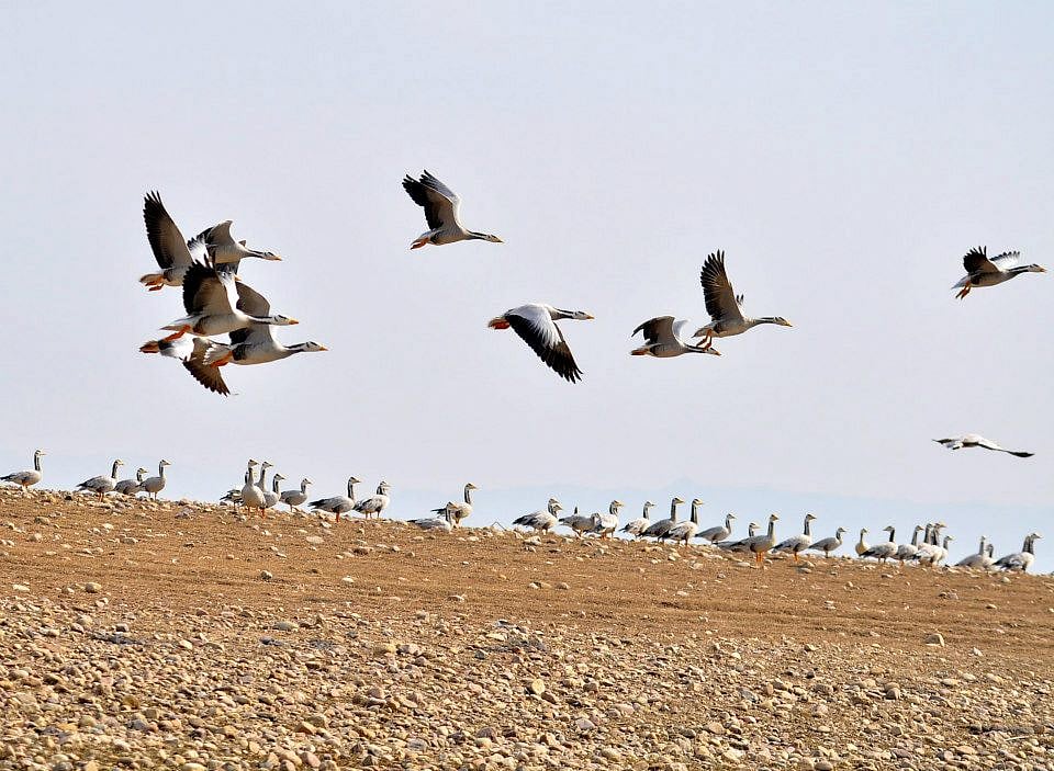 Mysterious death of migratory birds at Pong dam lake leads to blanket ban on tourism
