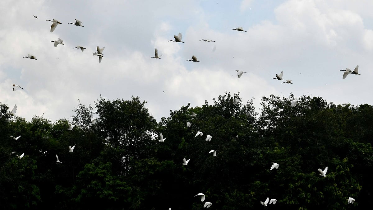 Don’t feed migratory birds: Announcements in Varanasi