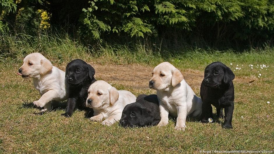 Representative image of pet dogs.