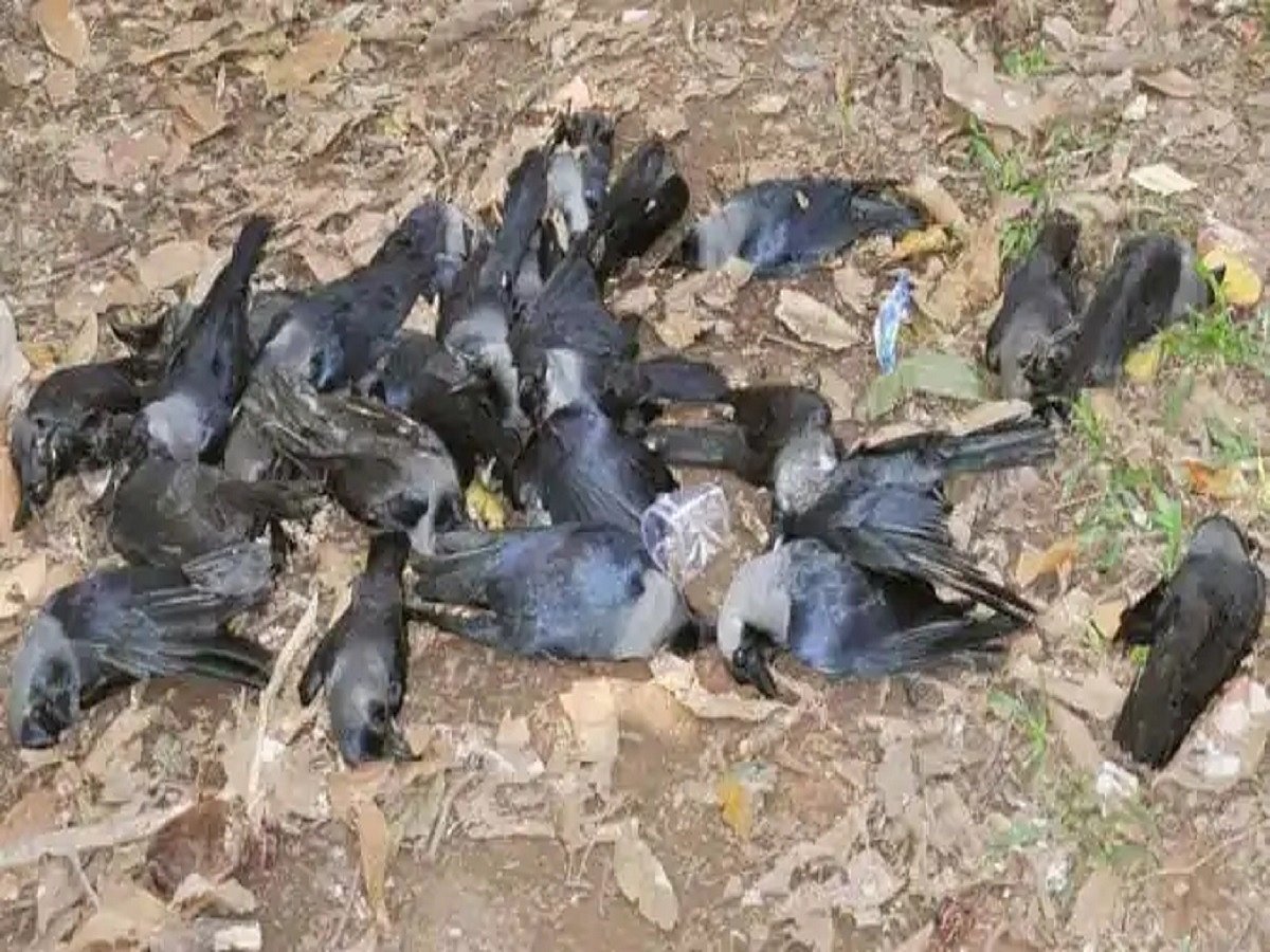 No evidence of bird flu transmission to humans via contaminated poultry consumption