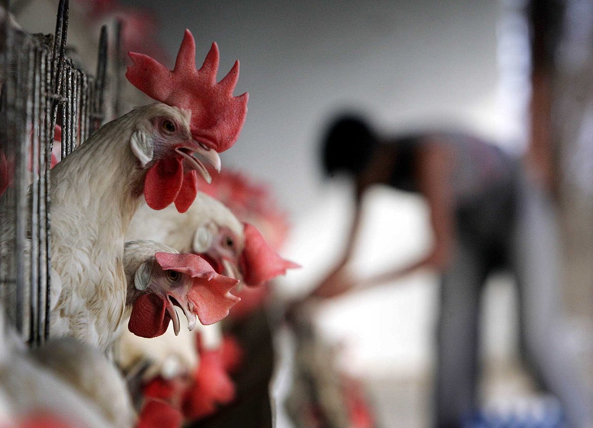 Don’t panic, avoid undercooked meat & eggs: Experts on bird flu rise
