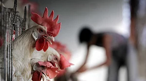 Don’t panic, avoid undercooked meat & eggs: Experts on bird flu rise