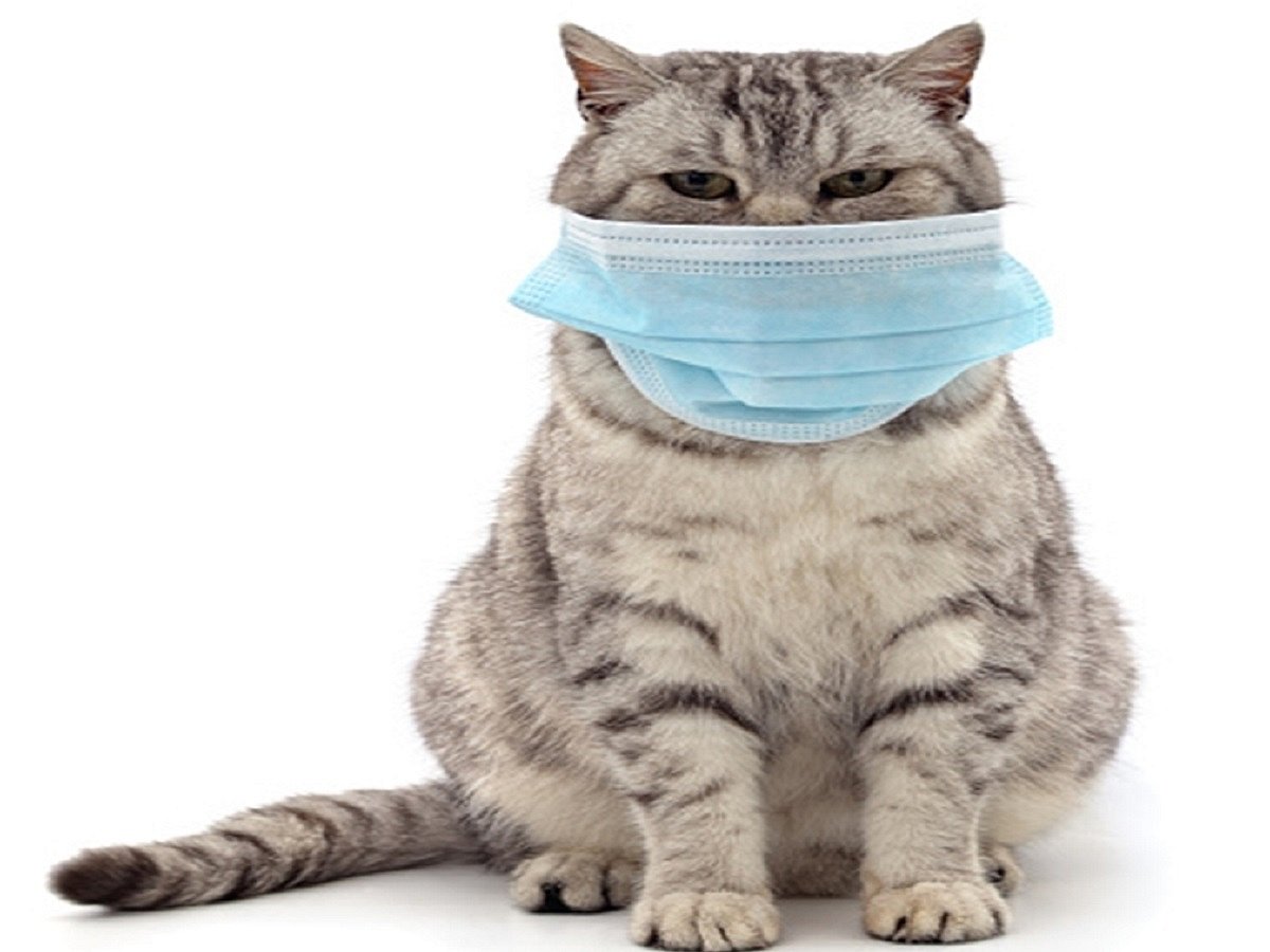 First confirmed case of COVID in pet reported in South Korea