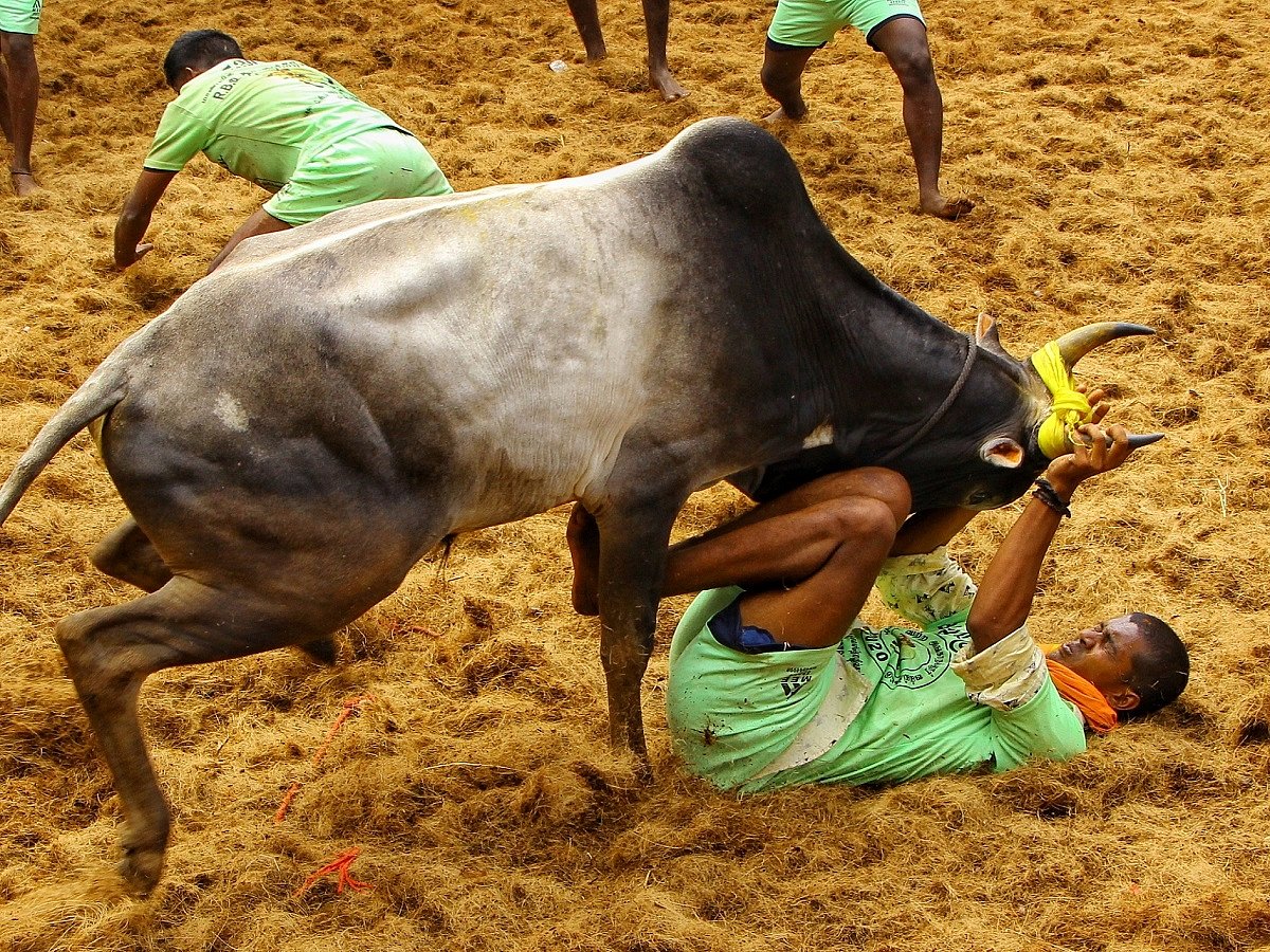 Over 50 docs, PETA sound COVID alert on ‘Jallikattu’