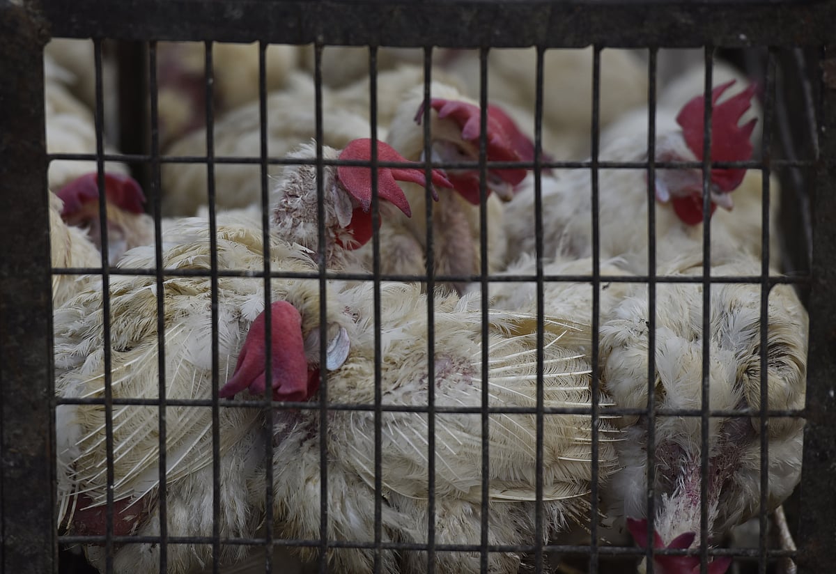 Bird flu to hit January sales, unlikely to cull poultry profitability this fiscal: Crisil
