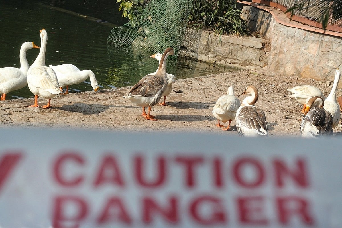 Alert! Four serological samples of bird droppings from Delhi zoo test positive for avian influenza virus