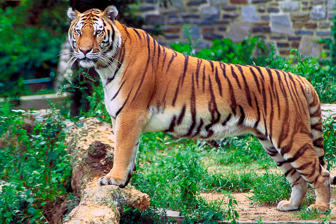 Study suggests habitat loss is leading to inbreeding of Indian tigers