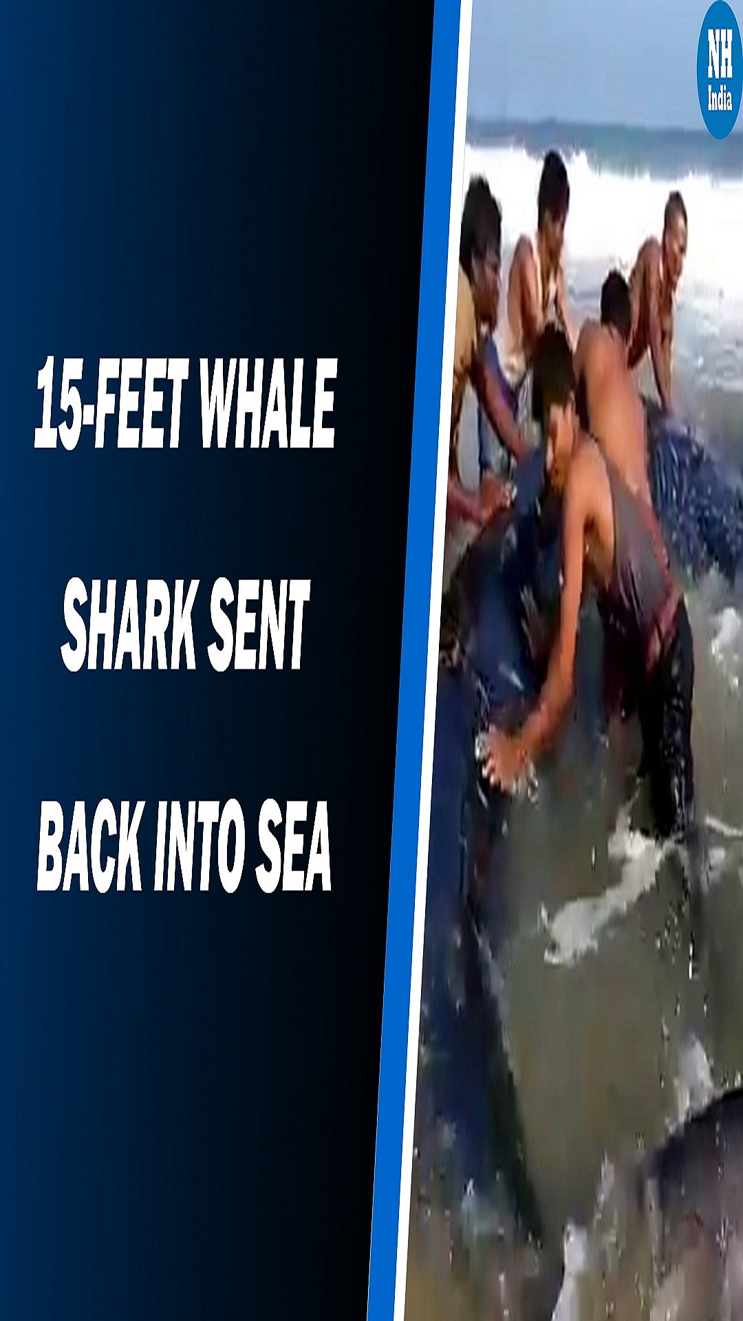  15-feet shark washes ashore in Odisha, sent back into sea  