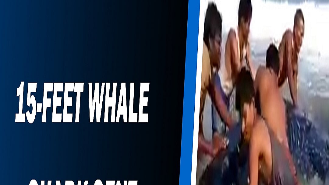  15-feet shark washes ashore in Odisha, sent back into sea  