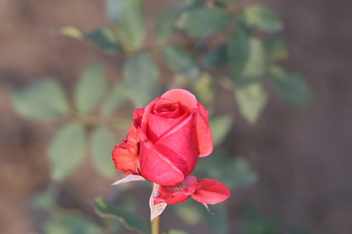 NH photo by Vipin