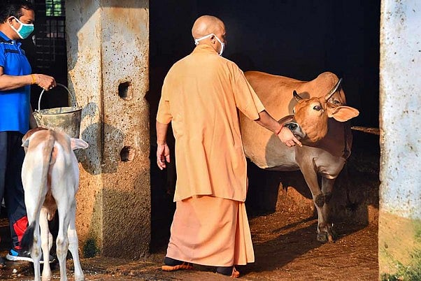 Reality Bites: ‘Calming’ cows for BJP ministers