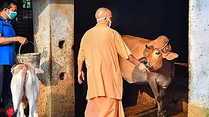 Reality Bites: ‘Calming’ cows for BJP ministers