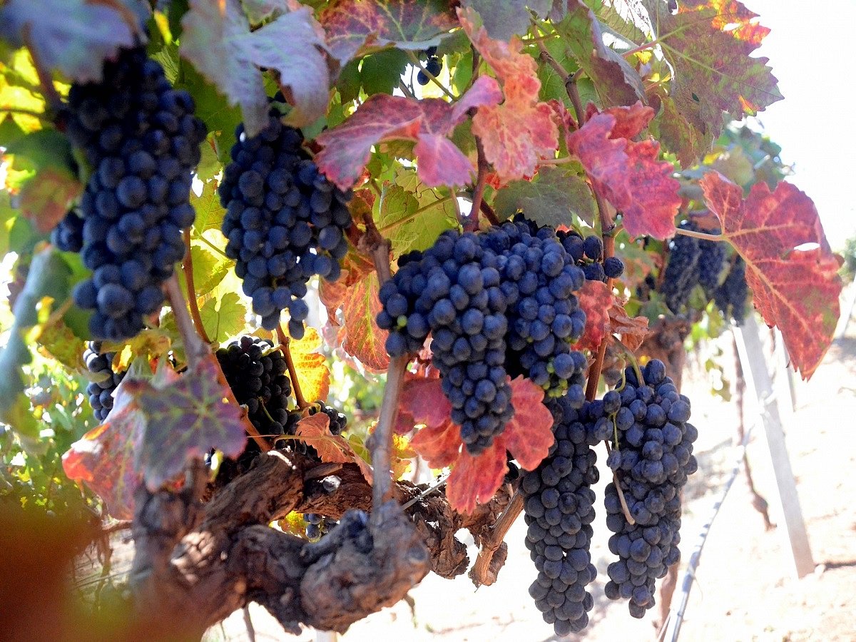 Eating grapes may protect against sunburn, UV damage to skin