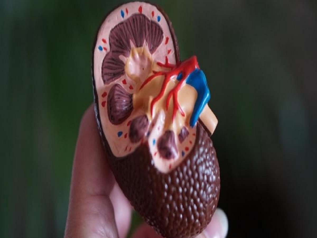 Golden rules to keep your kidneys healthy  