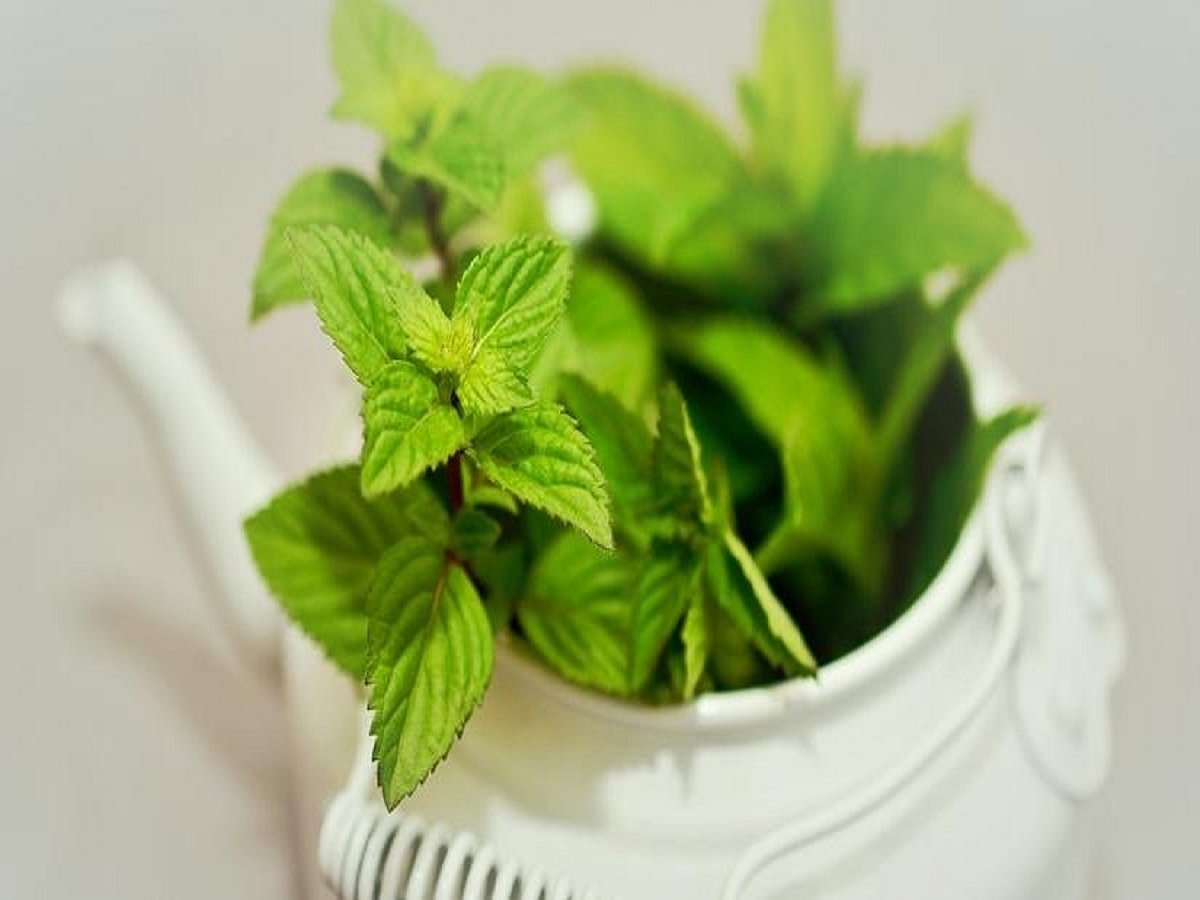 The abundant health benefits of mint leaves