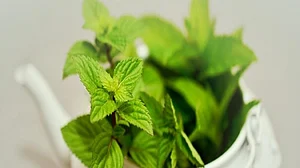 The abundant health benefits of mint leaves