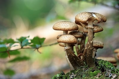 Adding mushroom to your diet makes it more nutritious: Study  