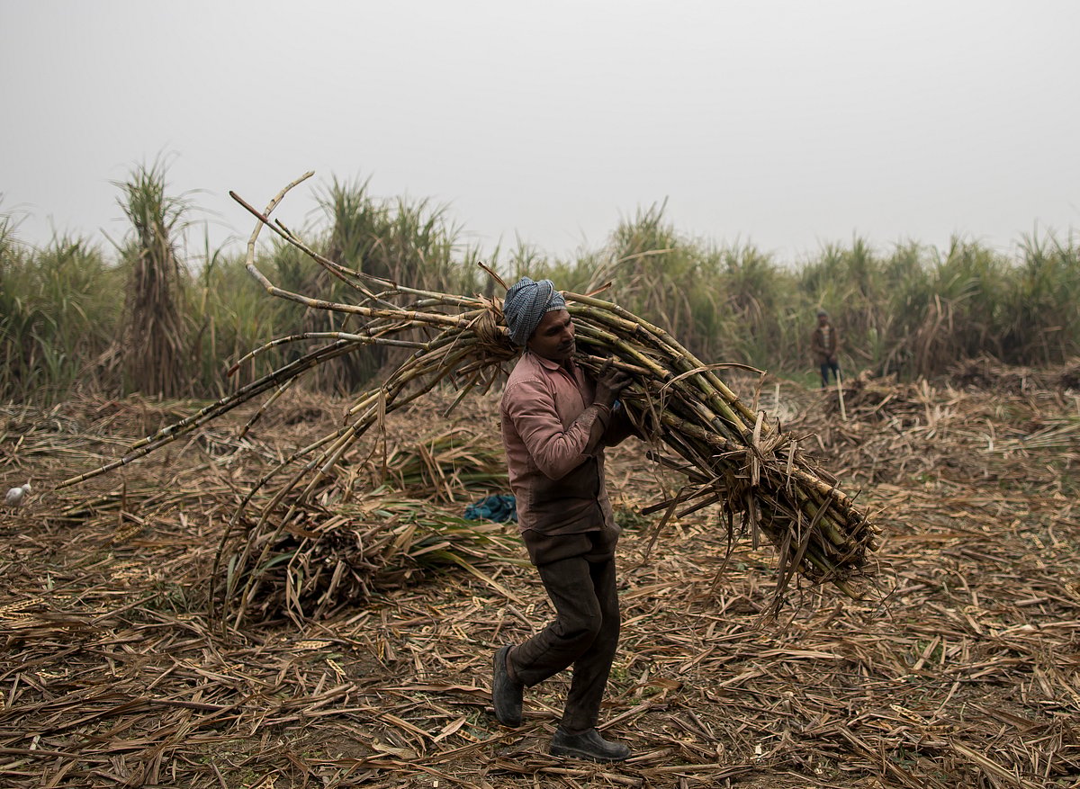 In Uttar Pradesh, sugarcane farmers not paid for 2020, get ‘zero price’ receipts for 2021