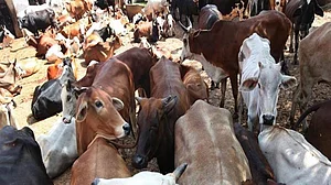 Oximeters not for cows, says UP govt in flip-flop after news reports based on its own press release
